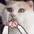 恶搞猫咪QQ表情包